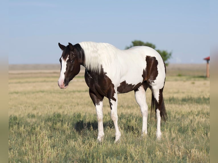 Paint Horse Castrone 5 Anni 150 cm Pezzato in Waco