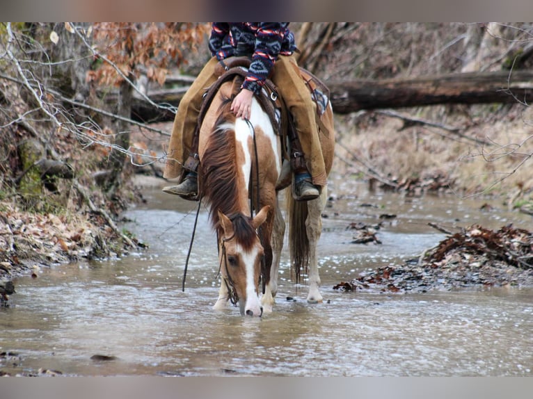 Paint Horse Castrone 5 Anni 152 cm Falbo in LExington IN