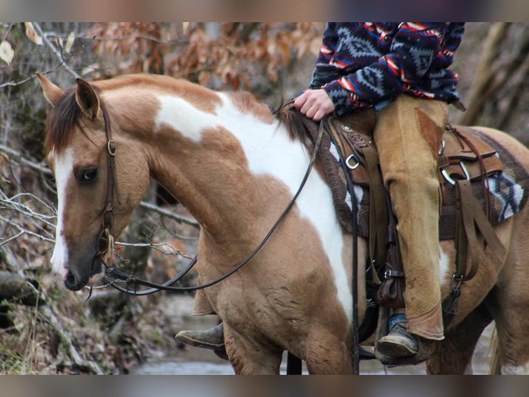 Paint Horse Castrone 5 Anni 152 cm Falbo in LExington IN