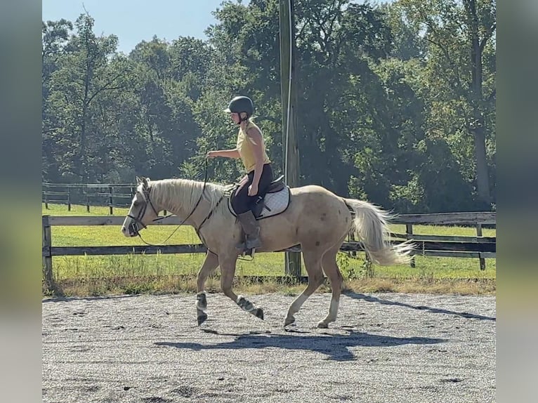Paint Horse Castrone 5 Anni 152 cm Palomino in Narvon Paint Horse Castrone 5 Anni 152 cm Palomino in Narvon