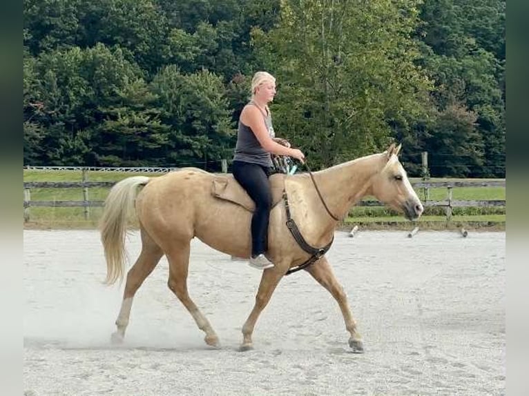 Paint Horse Castrone 5 Anni 152 cm Palomino in Narvon Paint Horse Castrone 5 Anni 152 cm Palomino in Narvon