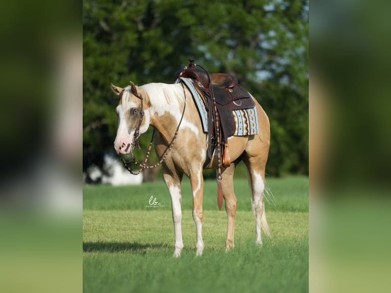 Paint Horse Castrone 5 Anni 152 cm Palomino in Terrell