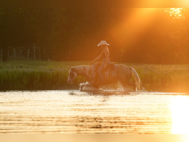 Paint Horse Castrone 5 Anni 152 cm Palomino in Terrell