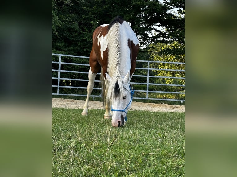 Paint Horse Castrone 5 Anni 152 cm Pezzato in Hamburg KlostertorHamburg