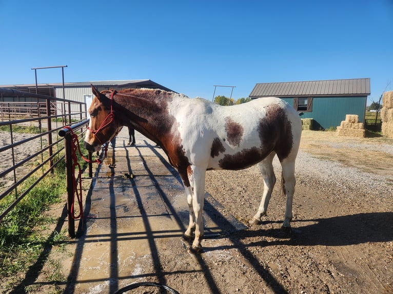 Paint Horse Mix Castrone 5 Anni 152 cm Tobiano-tutti i colori in Blackfoot