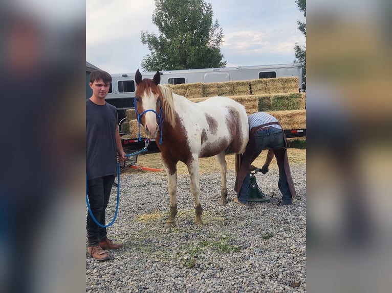 Paint Horse Mix Castrone 5 Anni 152 cm Tobiano-tutti i colori in Blackfoot