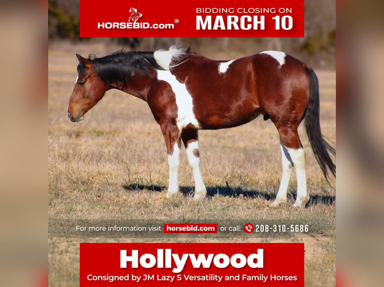 Paint Horse Castrone 5 Anni 152 cm Tobiano-tutti i colori in Baxter Springs, KS