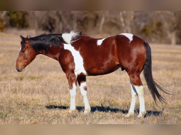 Paint Horse Castrone 5 Anni 152 cm Tobiano-tutti i colori in Baxter Springs, KS