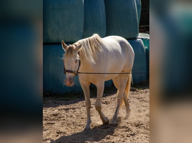 Paint Horse Castrone 5 Anni 153 cm Champagne in KirchnüchelMalente