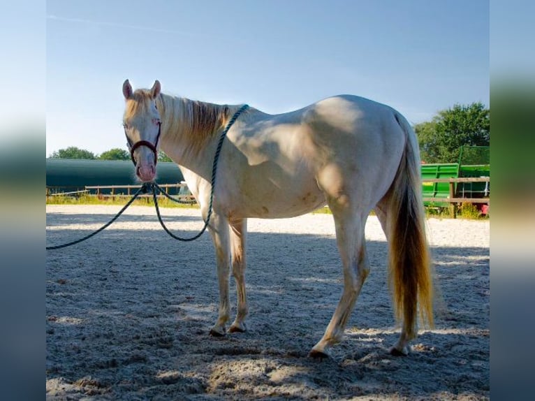 Paint Horse Castrone 5 Anni 153 cm Champagne in KirchnüchelMalente