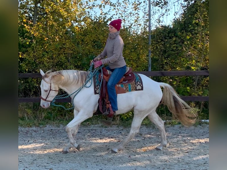 Paint Horse Castrone 5 Anni 153 cm Champagne in KirchnüchelMalente