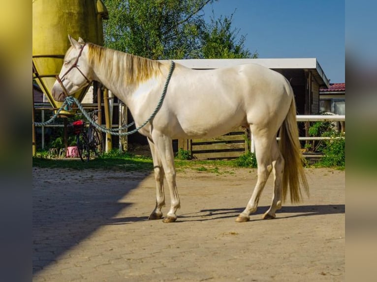 Paint Horse Castrone 5 Anni 153 cm Champagne in KirchnüchelMalente