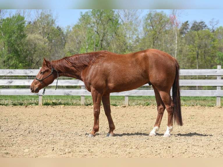 Paint Horse Castrone 5 Anni 155 cm Sauro ciliegia in Brazil, IN