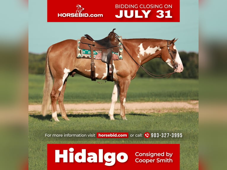 Paint Horse Castrone 5 Anni 155 cm Sauro ciliegia in Whitesboro, TX