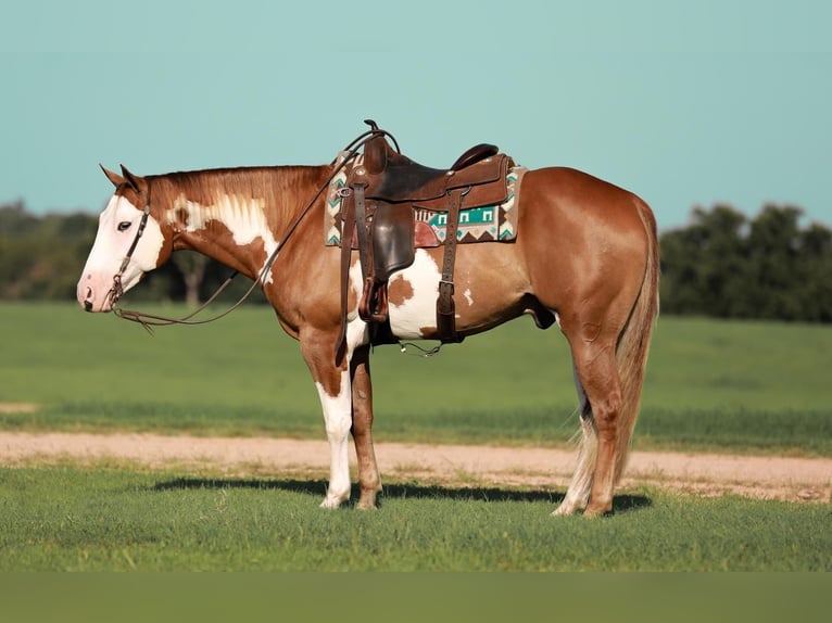 Paint Horse Castrone 5 Anni 155 cm Sauro ciliegia in Whitesboro, TX
