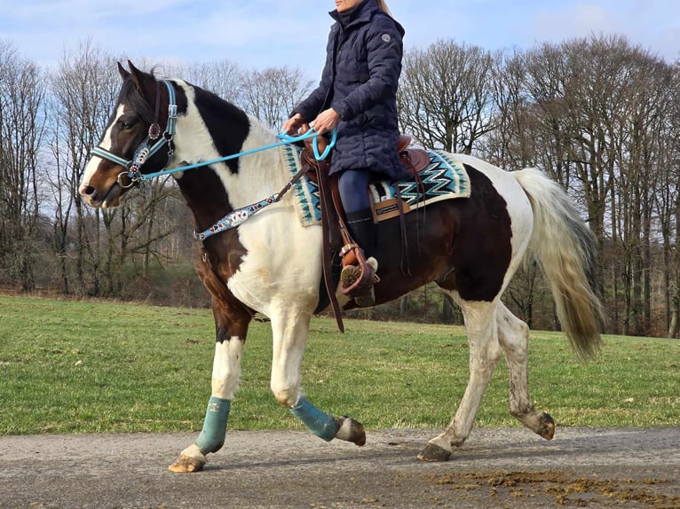 Paint Horse Castrone 5 Anni 156 cm Pezzato in Linkenbach