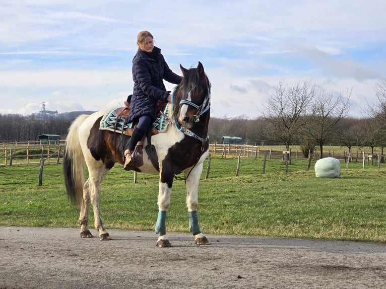 Paint Horse Castrone 5 Anni 156 cm Pezzato in Linkenbach