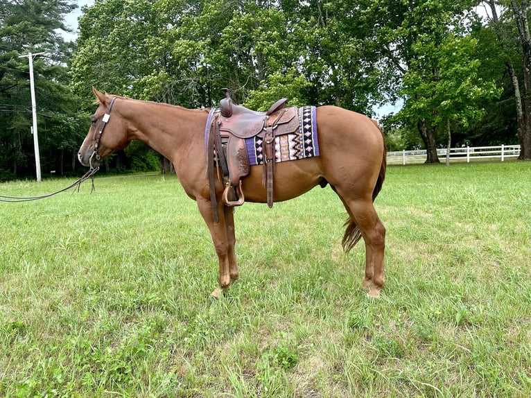 Paint Horse Castrone 5 Anni 157 cm Sauro scuro in Rochester