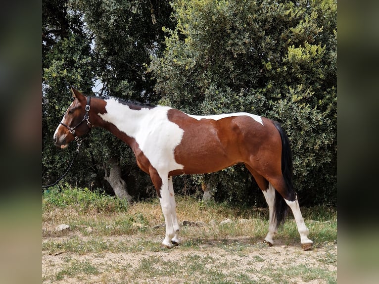 Paint Horse Mix Castrone 5 Anni 165 cm Pezzato in Valderrobres