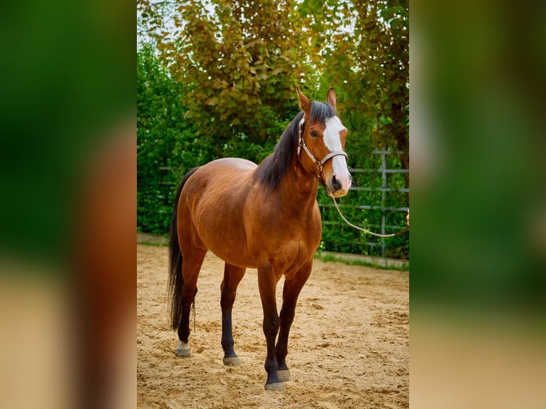 Paint Horse Castrone 6 Anni 147 cm Overo-tutti i colori in Eggenthal