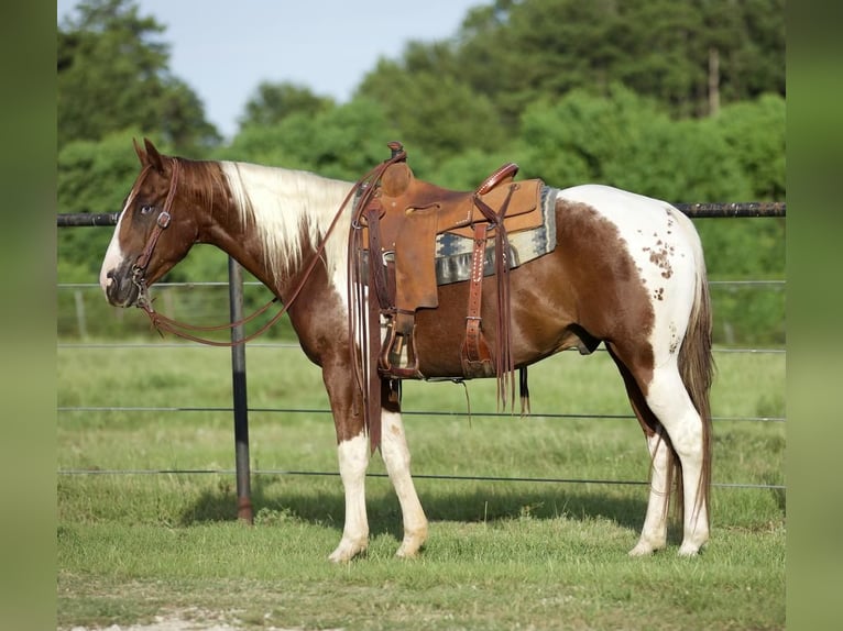 Paint Horse Castrone 6 Anni 147 cm Sauro ciliegia in Huntsville, TX