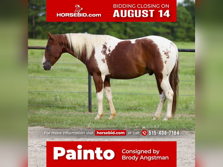 Paint Horse Castrone 6 Anni 147 cm Sauro ciliegia in Huntsville, TX