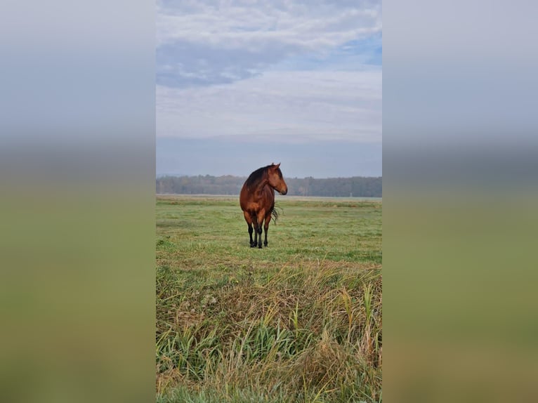 Paint Horse Castrone 6 Anni 150 cm Baio in Neustadt dosse