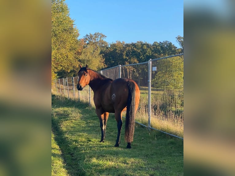 Paint Horse Castrone 6 Anni 150 cm Baio in Neustadt dosse