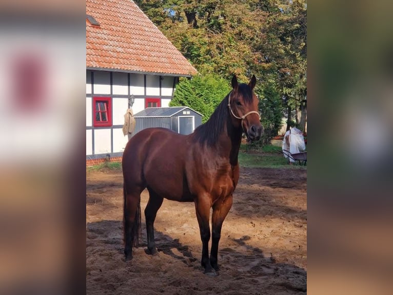 Paint Horse Castrone 6 Anni 150 cm Baio in Neustadt dosse