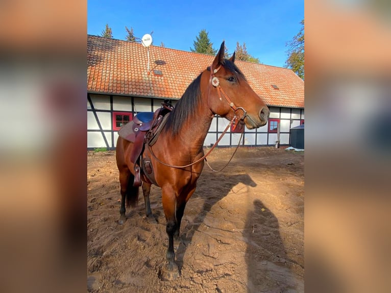 Paint Horse Castrone 6 Anni 150 cm Baio in Neustadt dosse