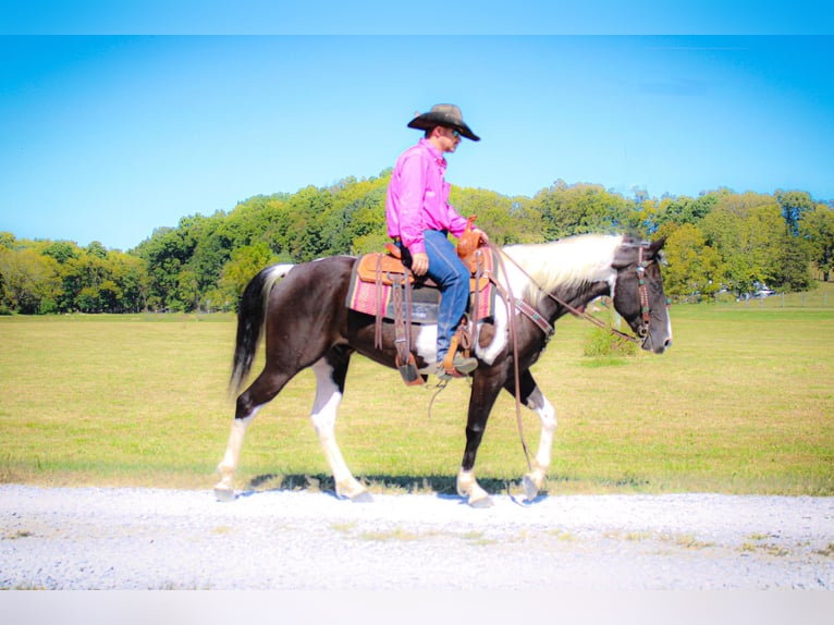 Paint Horse Castrone 6 Anni 150 cm Morello in FLEMINGSBURG, KY