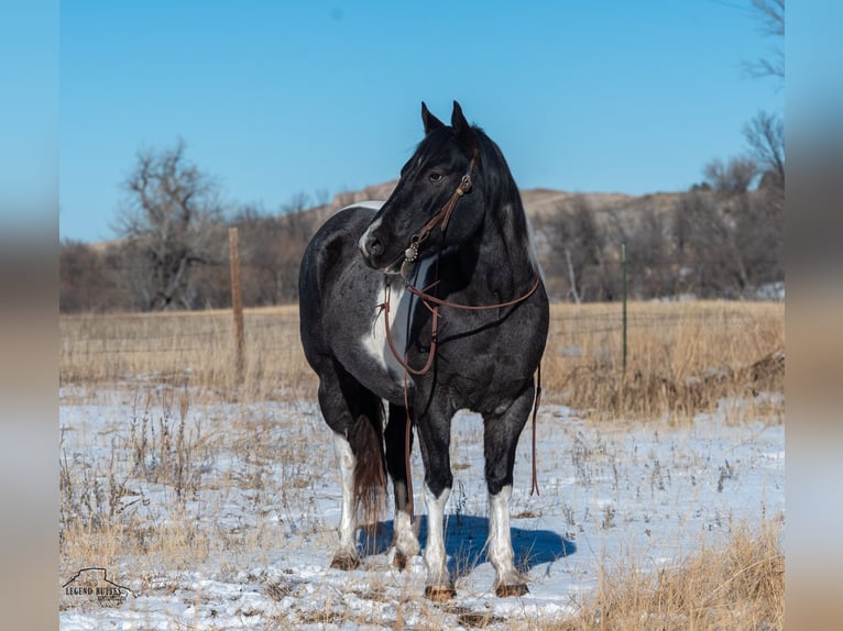 Paint Horse Castrone 6 Anni 150 cm Roano blu in Chadron