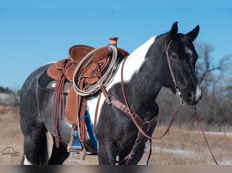 Paint Horse Castrone 6 Anni 150 cm Roano blu in Chadron