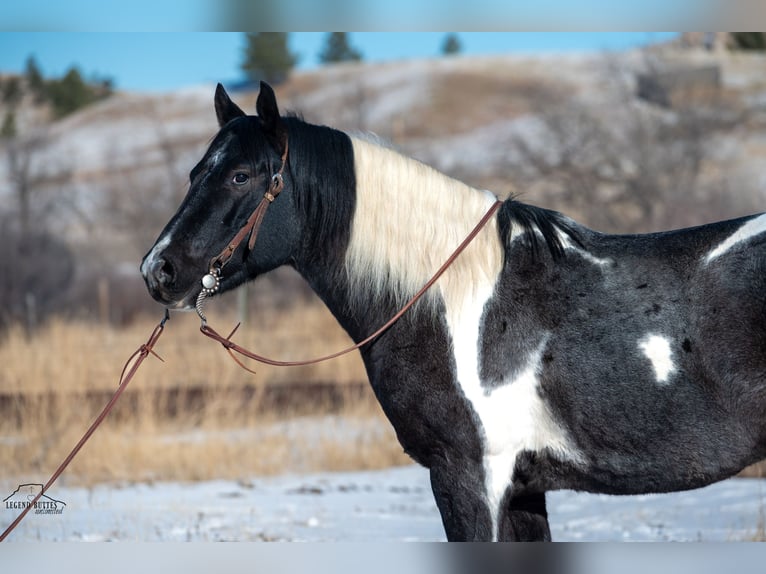 Paint Horse Castrone 6 Anni 150 cm Roano blu in Chadron