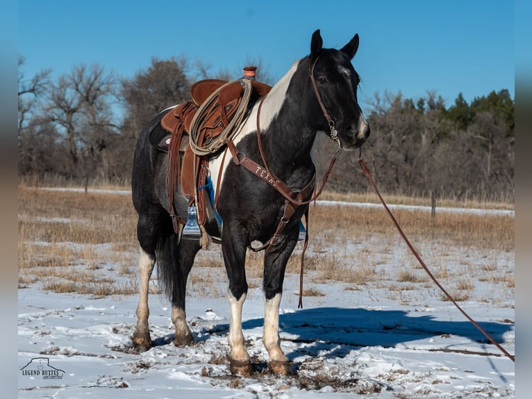 Paint Horse Castrone 6 Anni 150 cm Roano blu in Chadron