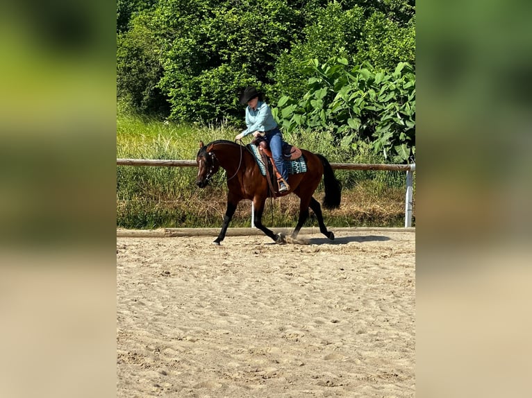 Paint Horse Castrone 6 Anni 152 cm Baio in Rosendorf
