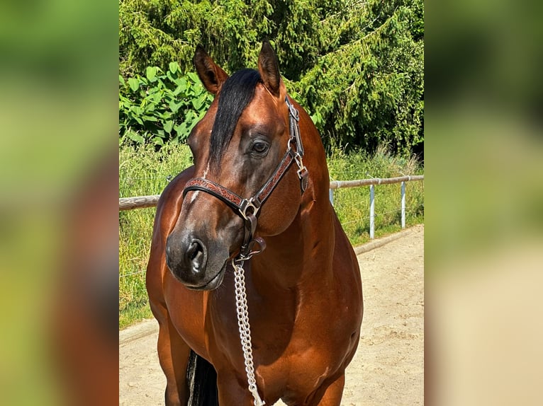 Paint Horse Castrone 6 Anni 152 cm Baio in Rosendorf