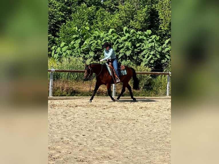 Paint Horse Castrone 6 Anni 152 cm Baio in Rosendorf