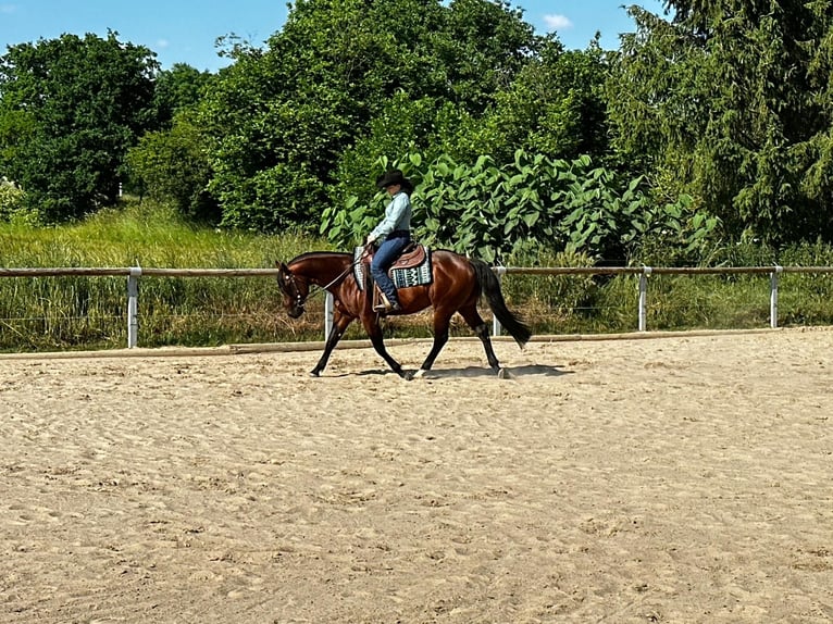 Paint Horse Castrone 6 Anni 152 cm Baio in Rosendorf