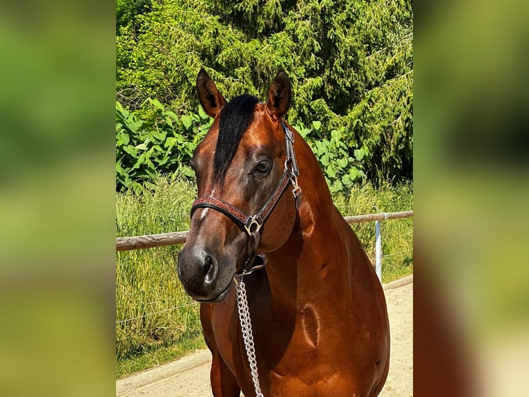 Paint Horse Castrone 6 Anni 152 cm Baio in Rosendorf