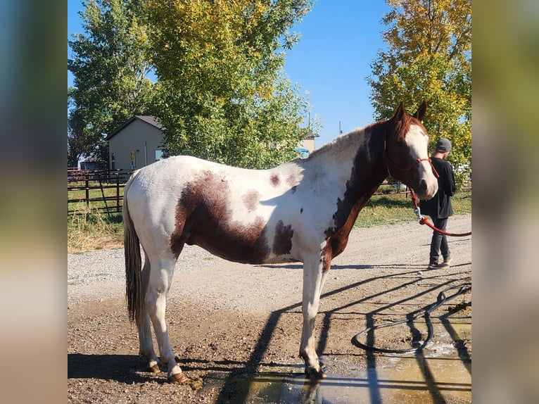 Paint Horse Mix Castrone 6 Anni 152 cm in Blackfoot