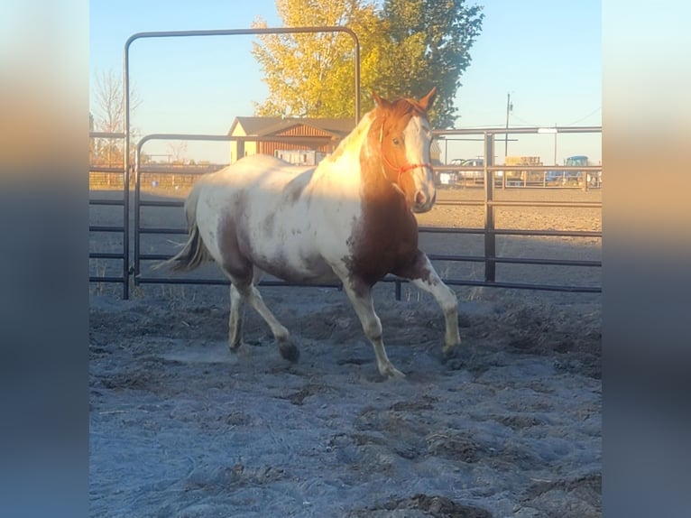 Paint Horse Mix Castrone 6 Anni 152 cm in Blackfoot