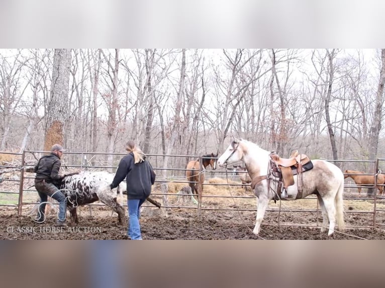 Paint Horse Castrone 6 Anni 152 cm Grullo in Gerald, MO