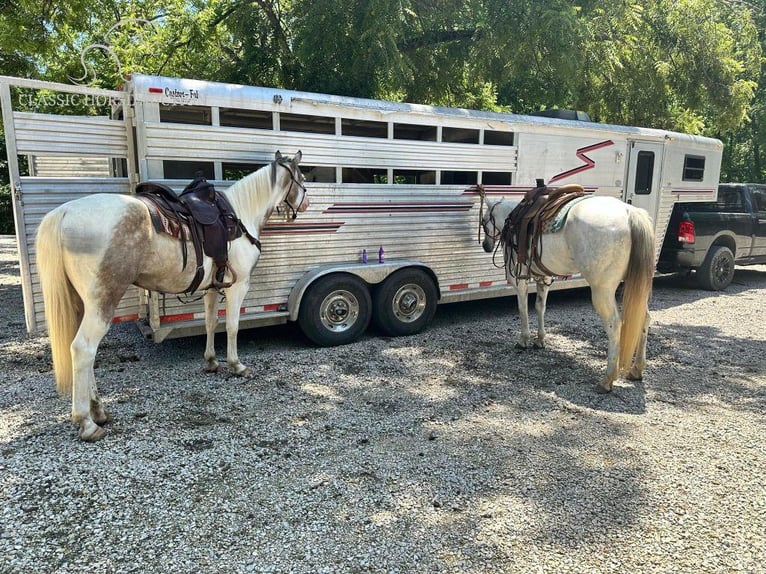 Paint Horse Castrone 6 Anni 152 cm Grullo in Gerald, MO