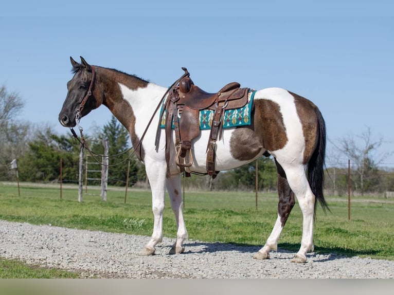 Paint Horse Castrone 6 Anni 152 cm Grullo in Ravenna, TX