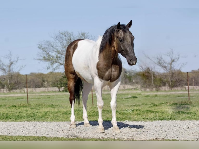 Paint Horse Castrone 6 Anni 152 cm Grullo in Ravenna, TX
