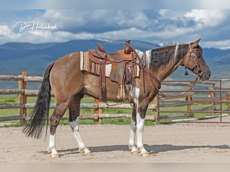 Paint Horse Castrone 6 Anni 152 cm Grullo in Great Falls, MT