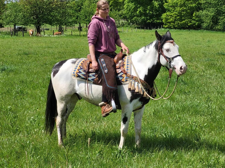 Paint Horse Castrone 6 Anni 152 cm Pezzato in Linkenbach