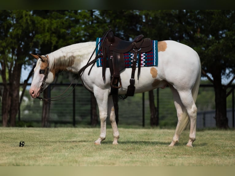 Paint Horse Castrone 6 Anni 152 cm Pezzato in Whitesboro, TX