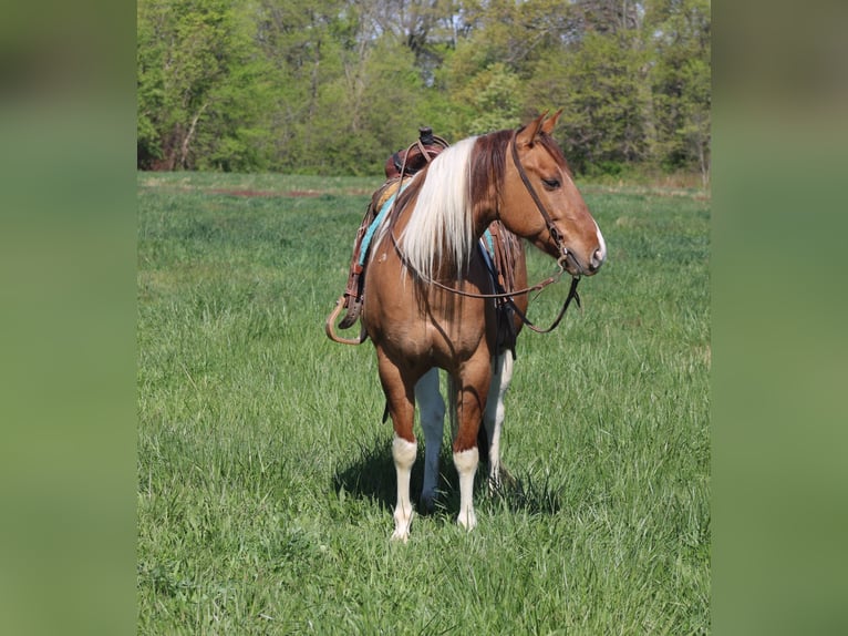 Paint Horse Castrone 6 Anni 152 cm Pezzato in Charleston